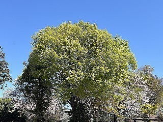 IMG_7027.jpg