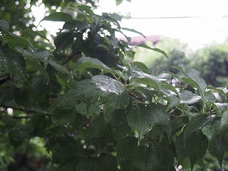 P6031456.jpg