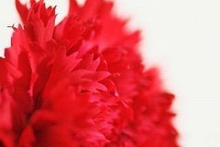 rise_carnation (2).jpg