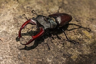 stag-beetle-383984_640.jpg
