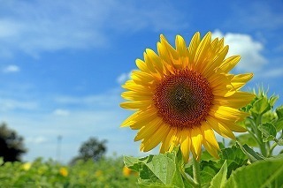 thailand-1818396_640 - Rs[.jpg